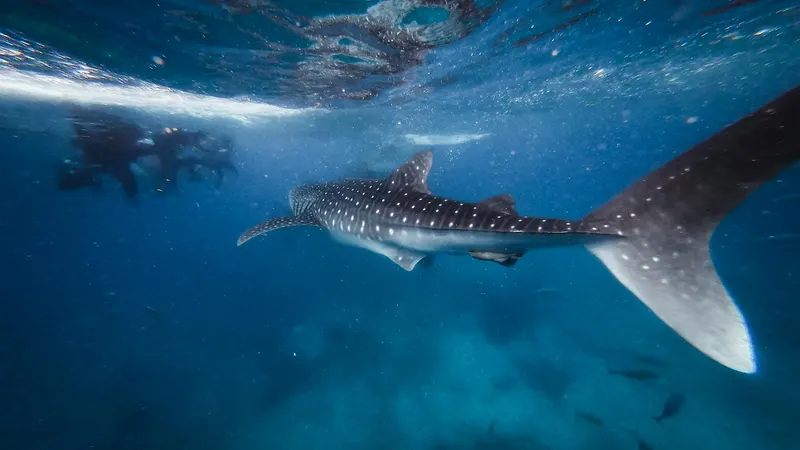 Walhai mit Tauchern am Ningaloo Reef