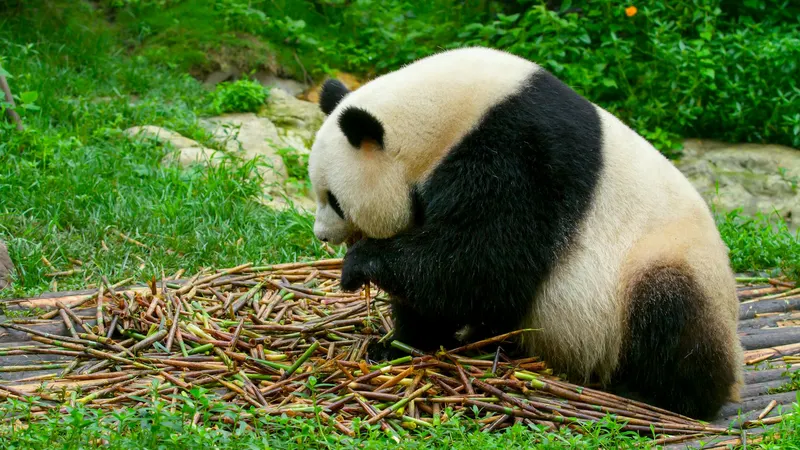 Chengdu (Panda Research Center, Sichuan cuisine, Tibet borderlands)
