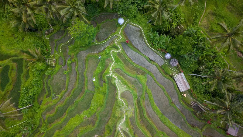 Rice terraces near Ubud on Bali