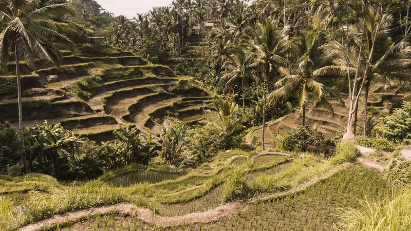 Reisterrassen mit Kokospalmen in Tegalalang, Bali
