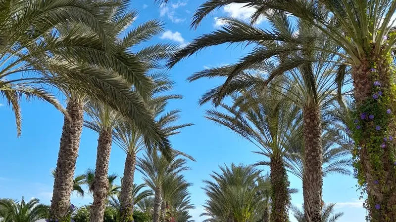 Palmen führen zum Strand auf der Insel Djerba