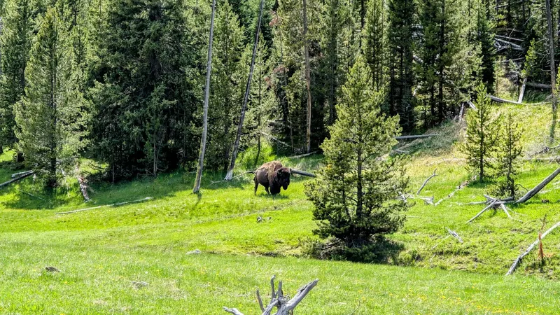 Yellowstone / Grand Teton (Wyoming, Montana)