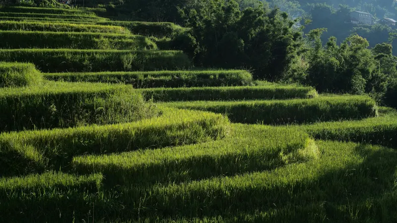 Reisterrassen bei Sapa